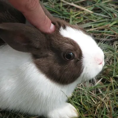 Bunny